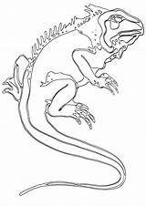 Coloring Lizard Monitor Pages sketch template