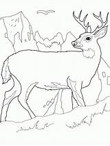 Deer Reindeer Blanca Bestcoloringpagesforkids Montagne Venado Turkeys Hertje Kleurplaten Visit Dentistmitcham Artikel sketch template
