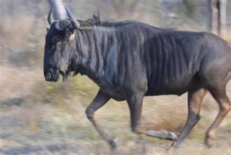 wildebeest una muestra salvaje