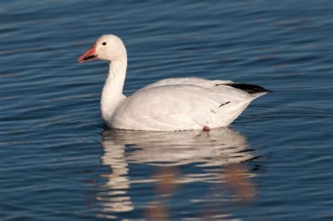 snow goose animal facts  information