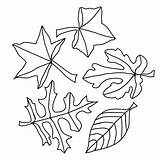 Fall Leaves Printable Coloring Pages Kids Color sketch template