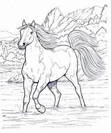 Animali Cavalli Cavallo Colouring Disegnidacolorareperadulti Coloringpagesforadult Salvato Majestic Pagina sketch template