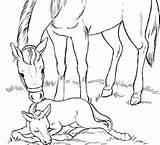 Cavalli Disegni Puledro Cavallo Cavalla sketch template