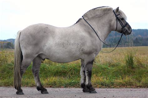 epingle sur norwegian fjord horse