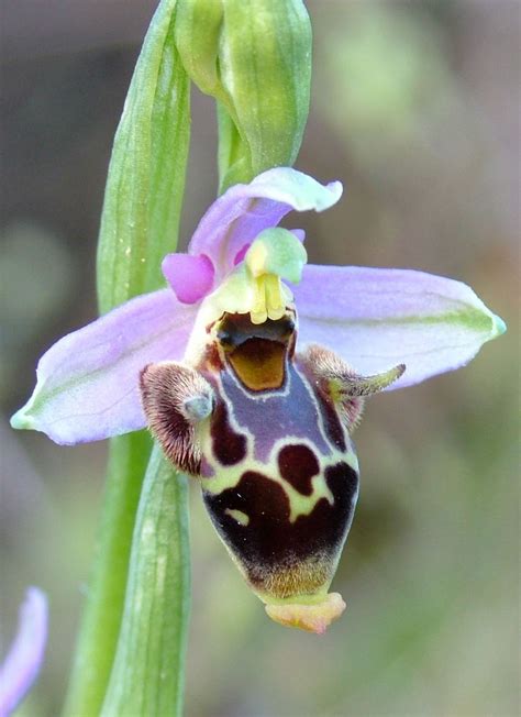 flowers  ymittos parnitha orchidaceae ophrys