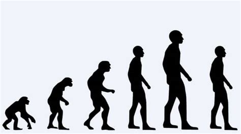 Evolución Teorías De La Evolución Leyes Tipos Mecanismos Evolutivos