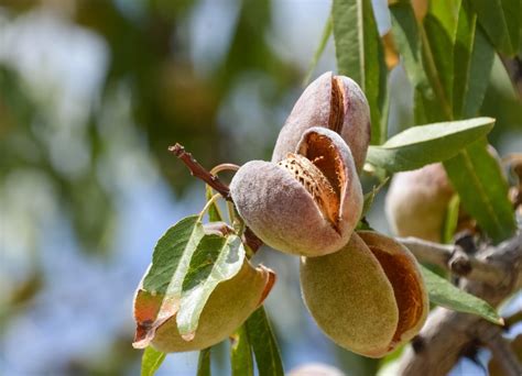 almond hulls nutritional composition differs  varieties