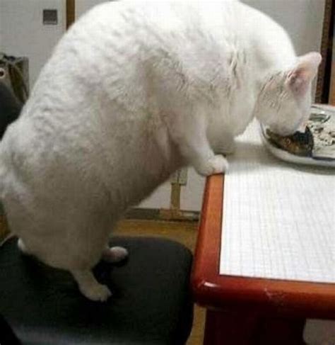 Really Fat Cats Funny Cat Photos With Words Pics Of Fat