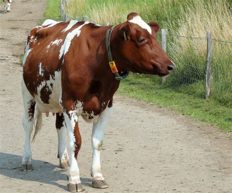 Understanding Cows By Their Body Language