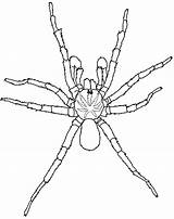 Trapdoor Aranhas Ausmalbild Widow Spinne Trichternetzspinne Vogelspinne Spinnen Ausdrucken Zeichnung sketch template