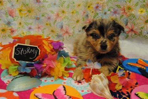 shamrock rose aussies welcome to shamrock rose aussies ﻿ exciting news 2 litters
