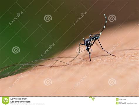 aedes mosquito stock photo image  albopictus medical