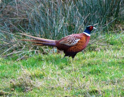 yorkshire pudding pheasants