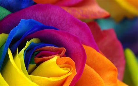 colorful wallpaper flowers pics