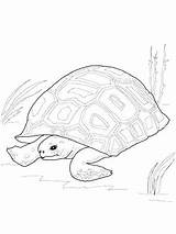 Tortoise Coloring Getdrawings Desert sketch template