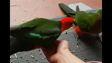 king parrot wont   girlfriend eat   hand youtube