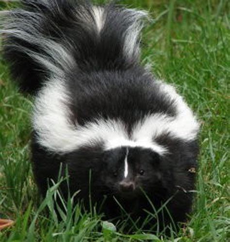 skunk odor removal proves tricky  dog encounters odiferous animal lehighvalleylivecom