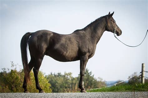 aaleyah black arabians  stallion