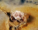 Afbeeldingsresultaten voor "ebalia Tuberosa". Grootte: 128 x 100. Bron: doris.ffessm.fr