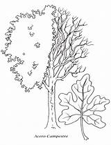 Alberi Piante Stilizzati Albero Coloratutto Natura Ricalcare Campestre Arbusti sketch template