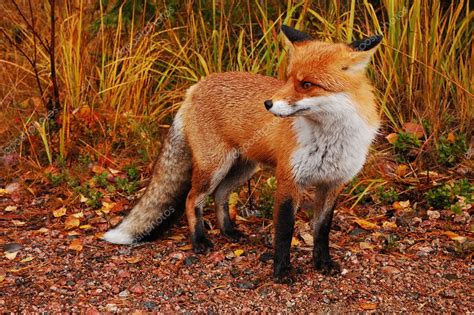 wild red fox stock photo  ccountkert