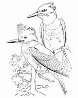 Bird Kingfisher Coloring Vintage Clip Belted Graphic Drawings 630px 27kb Graphics sketch template