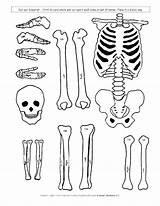 Skeleton Skeletal System Human Coloring Kids Body Cut Pages Model Outs Drawing Parts Science Printable Simple Paper Students Children Learning sketch template
