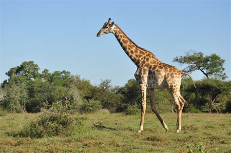 giraffe foto bild tiere wildlife saeugetiere bilder auf fotocommunity