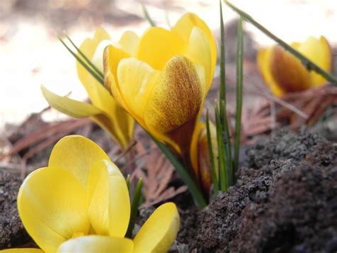 snow crocus crocus chrysanthus zwanenburg bronze   crocus  gardenorg