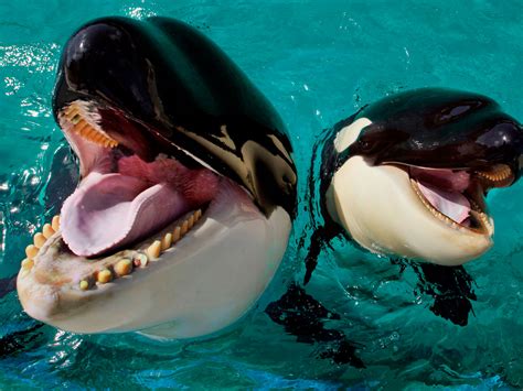 seaworld agrees   captive killer whale breeding capradioorg