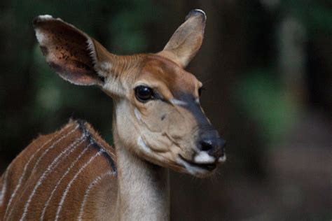 The Horror Of Snares Africa Geographic