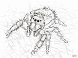 Spider Coloring Pages Jumping Drawing Spiders Daring Printable Color Realistic Draw Web Kids Book Print Adult Kumo Drawings Designlooter Cartoon sketch template