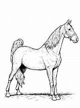 Pferde Zum Pferd Paard Paarden Kleurplaten Ausmalen Reiterin sketch template