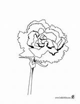 Carnation Coloring Pages Flower Color Printable Hellokids Daisy Print Kids Drawing Flowers sketch template