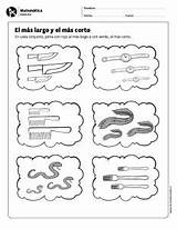 Matemáticas Medición Preescolares Recursos Trazos Didácticos Docentes Aprendizaje sketch template