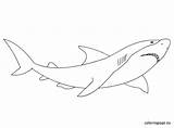 Pages Coloring Great Color Getcolorings Shark sketch template