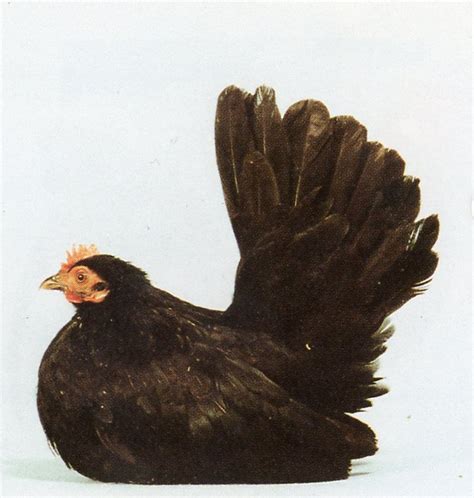 Black Japanese Bantam Chickens For Sale Cackle Hatchery