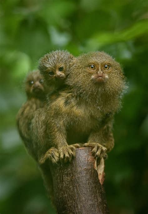 pin  debbie aden  pygmy marmosets baby animals animals beautiful chester zoo