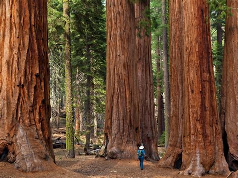 sequoia national park lactualite popy voyage