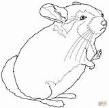 Chinchilla Coloring Pages Drawing Chinchillas Getdrawings Getcolorings Printable Color Categories sketch template