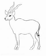 Coloring Oryx Pages Antelope Animals Color Impala Kids Printable Sheet Animal Bongo Designlooter sketch template