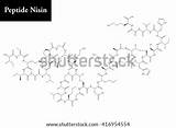 Dipeptide Structure sketch template