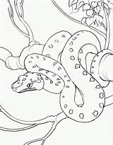 Snake Coloring Pages sketch template
