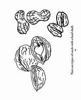 Nuts Coloring Walnut Pages Getcolorings Color Biology Printable Types Different sketch template