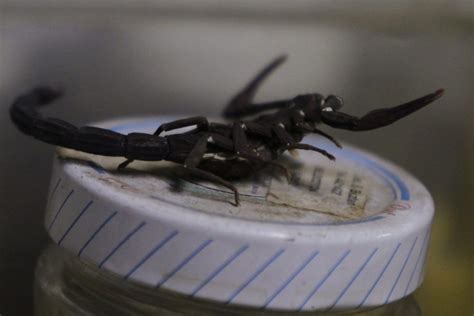 Plus De 600 Scorpions Saisis Dans Les Bagages Dun Chinois La Presse
