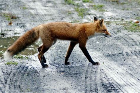 Free Picture Red Fox Details Photo
