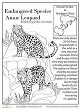Coloring Leopard Amur Animals Worksheets Endangered Species Worksheet Extinct Education Activities Grade Cat Life Big Rare Facts Animal Wild Danger sketch template
