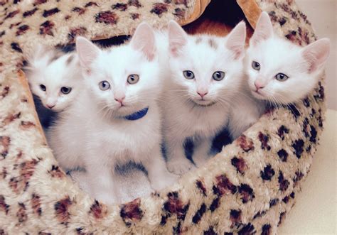 cute litter of kittens rescued from sealed box in woods near grimsby