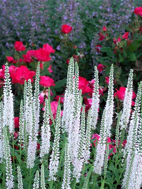 reblooming perennial flowers   garden  homes gardens