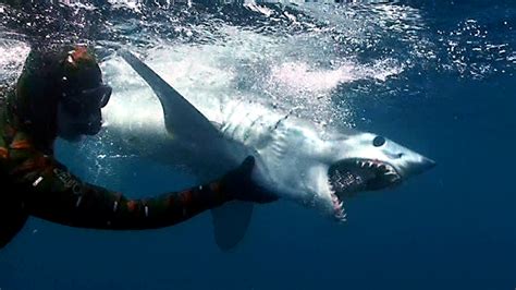longfin mako shark  held  diver rnatureismetal